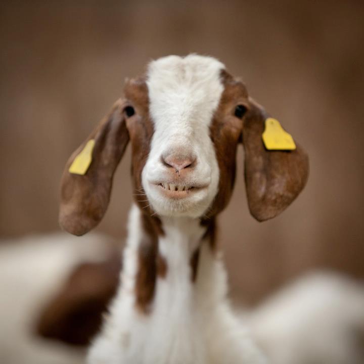 Lane Ends Pygmy Goats - Boer Goat